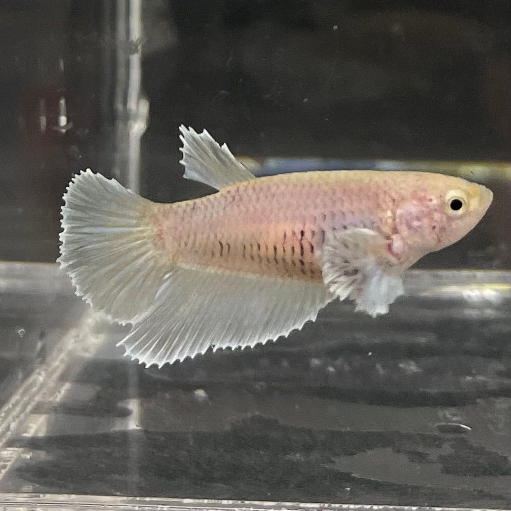 the-fish-farm Female Betta Female Betta - One Only - O Choose your own Female Betta at The Fish Farm Australia