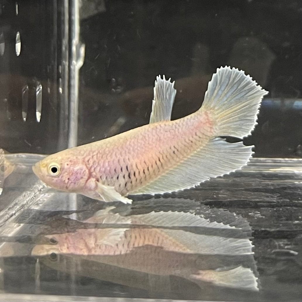 the-fish-farm Female Betta Female Betta - One Only - O Choose your own Female Betta at The Fish Farm Australia