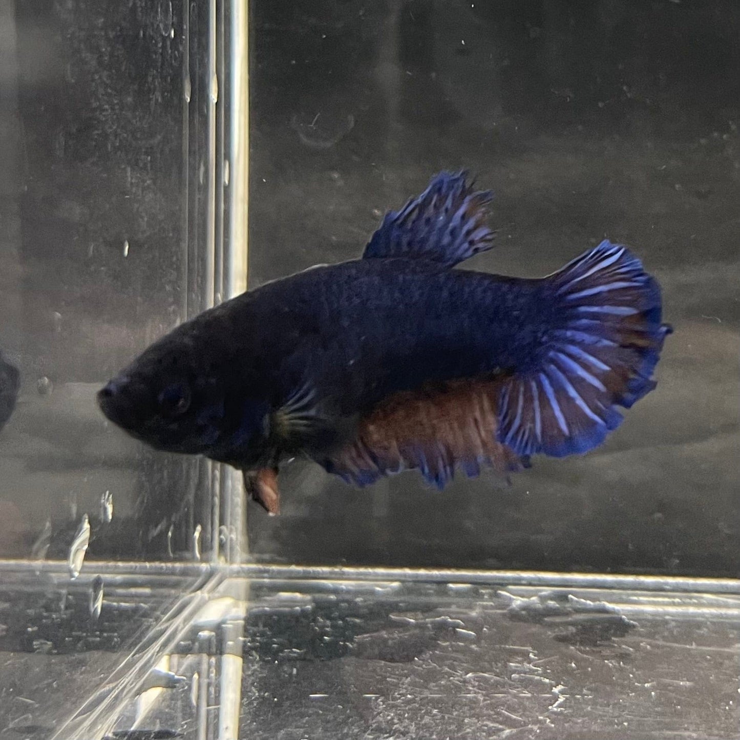 the-fish-farm Female Betta Female Betta - One Only - O Choose your own Female Betta at The Fish Farm Australia