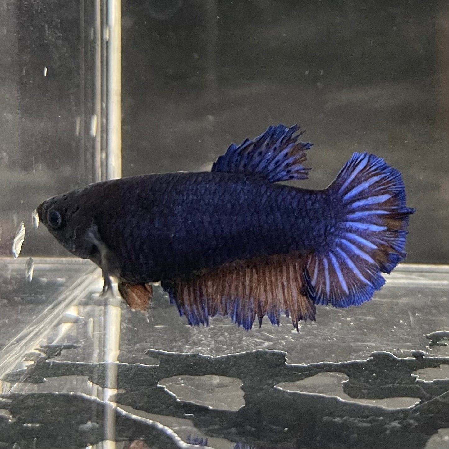 the-fish-farm Female Betta Female Betta - One Only - O Choose your own Female Betta at The Fish Farm Australia