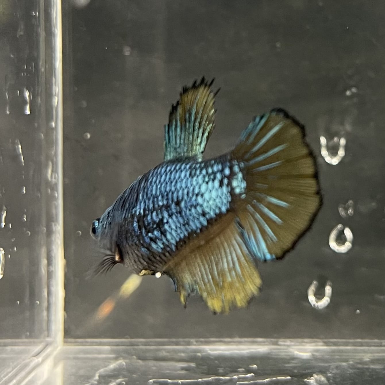the-fish-farm Female Betta Female Betta - One Only - O Choose your own Female Betta at The Fish Farm Australia