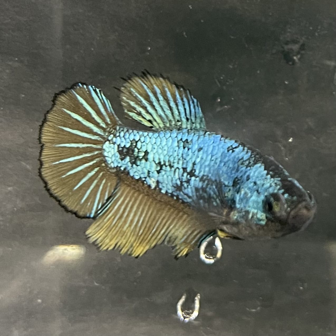 the-fish-farm Female Betta Female Betta - One Only - O Choose your own Female Betta at The Fish Farm Australia