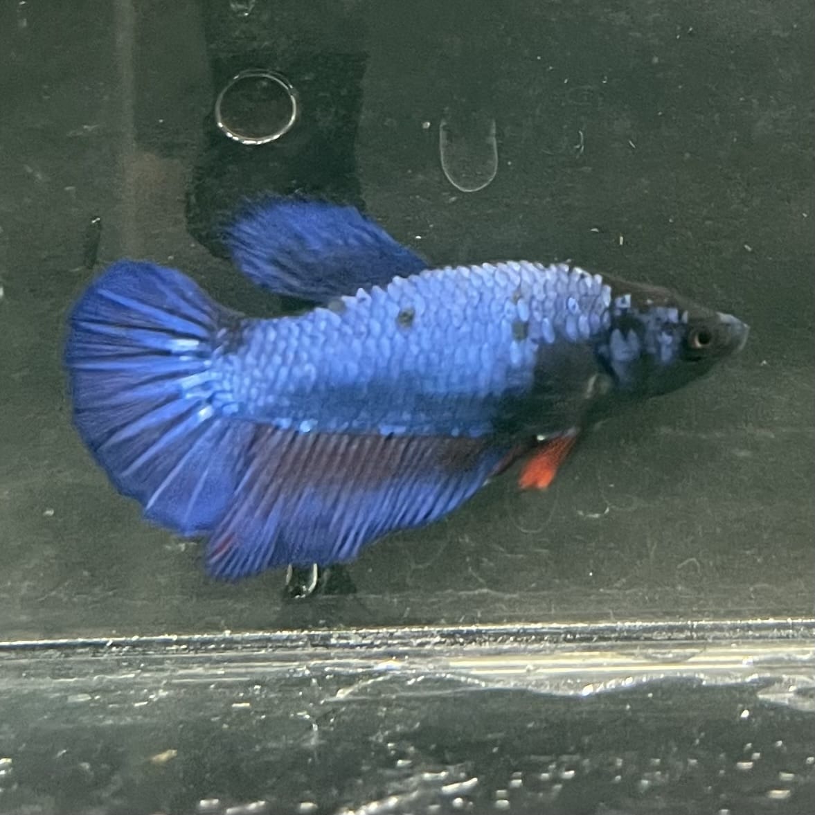 the-fish-farm Female Betta Female Betta - One Only - O Choose your own Female Betta at The Fish Farm Australia
