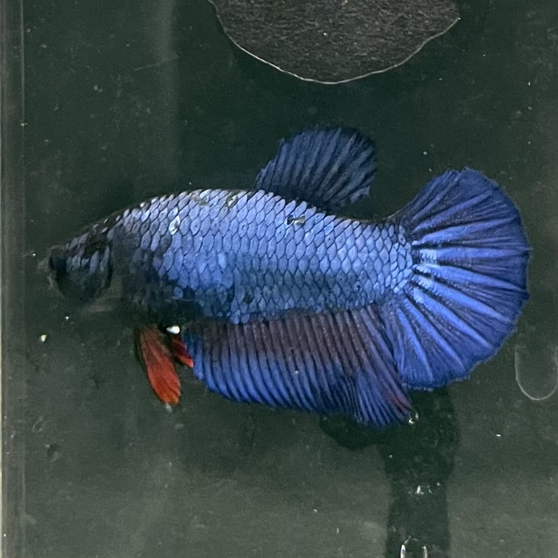 the-fish-farm Female Betta Female Betta - One Only - O Choose your own Female Betta at The Fish Farm Australia