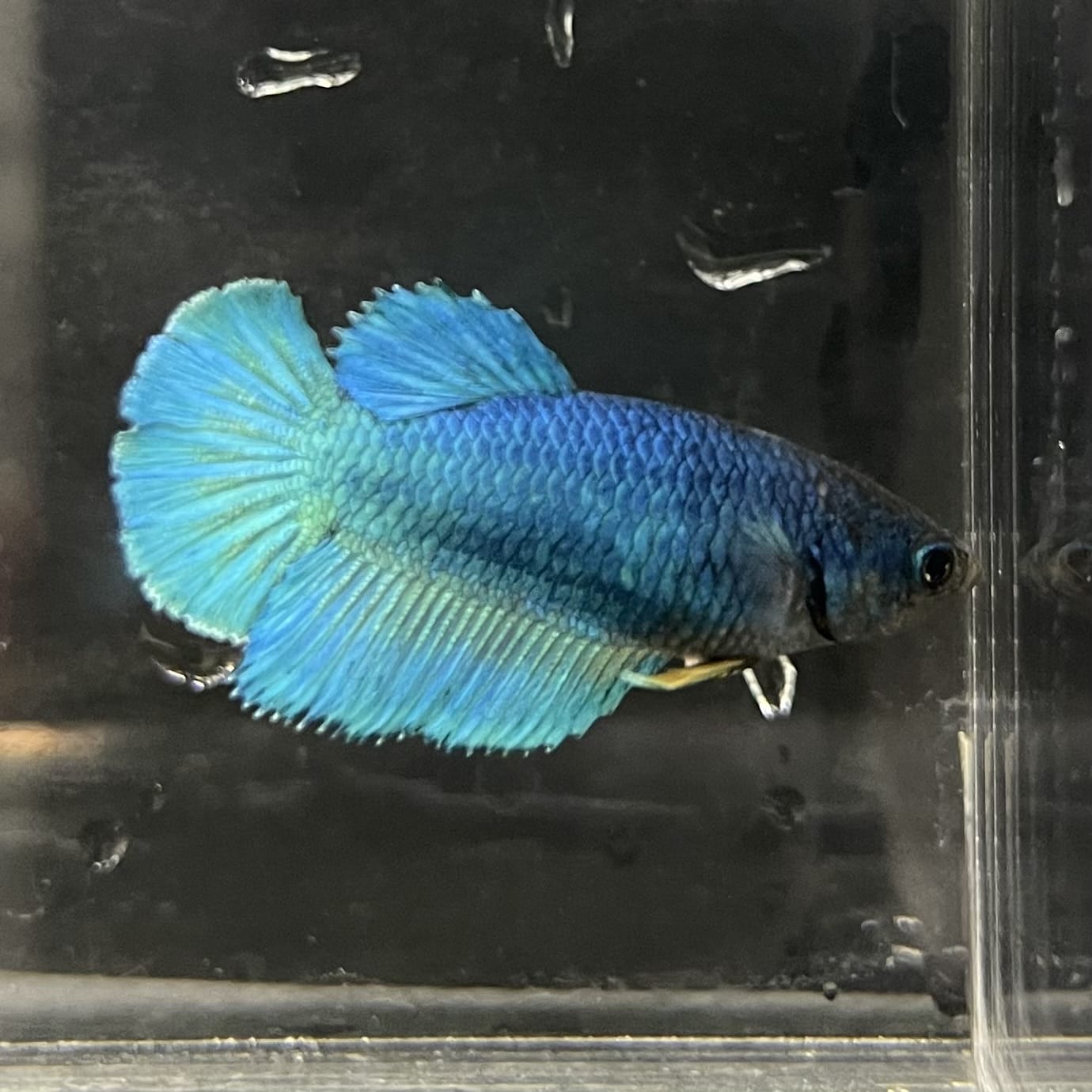 the-fish-farm Female Betta Female Betta - One Only - O Choose your own Female Betta at The Fish Farm Australia