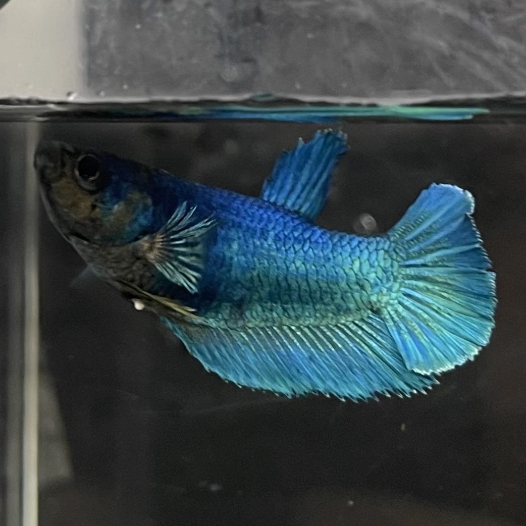 the-fish-farm Female Betta Female Betta - One Only - O Choose your own Female Betta at The Fish Farm Australia