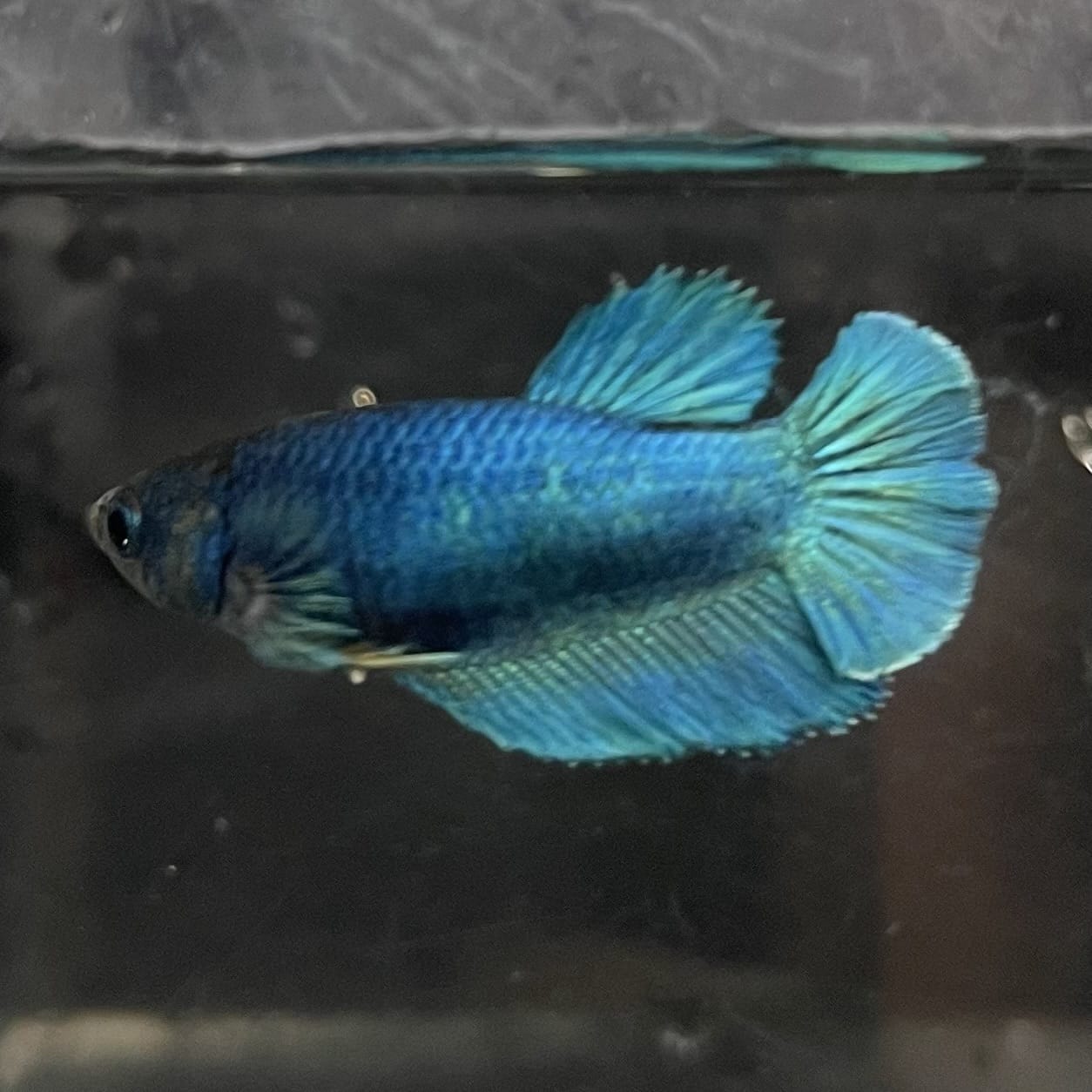 the-fish-farm Female Betta Female Betta - One Only - O Choose your own Female Betta at The Fish Farm Australia