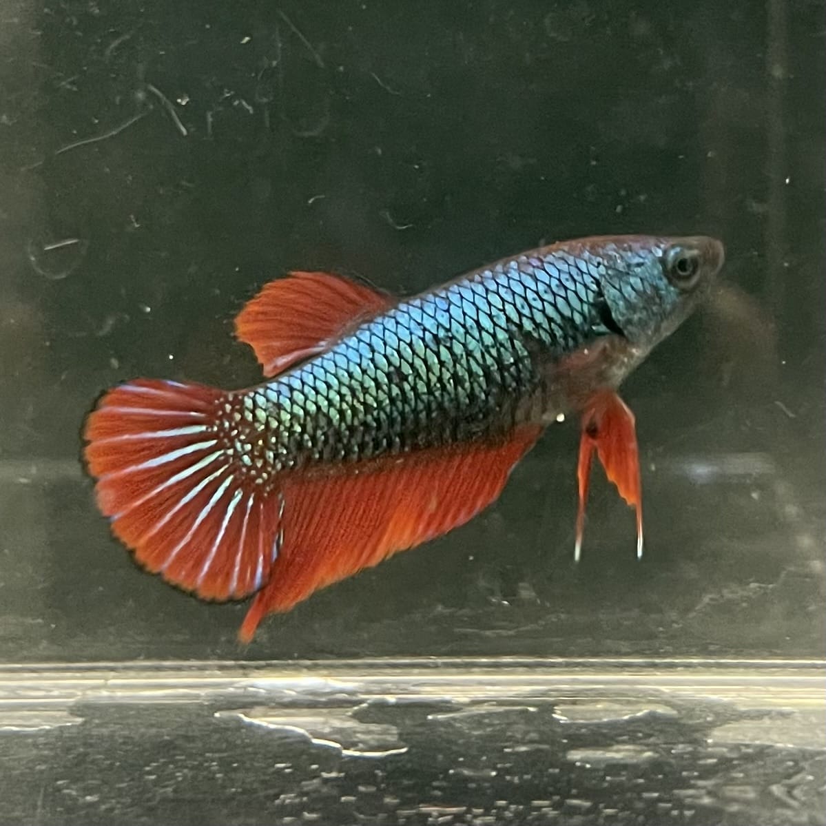 the-fish-farm Female Betta Female Betta - One Only - O Choose your own Female Betta at The Fish Farm Australia