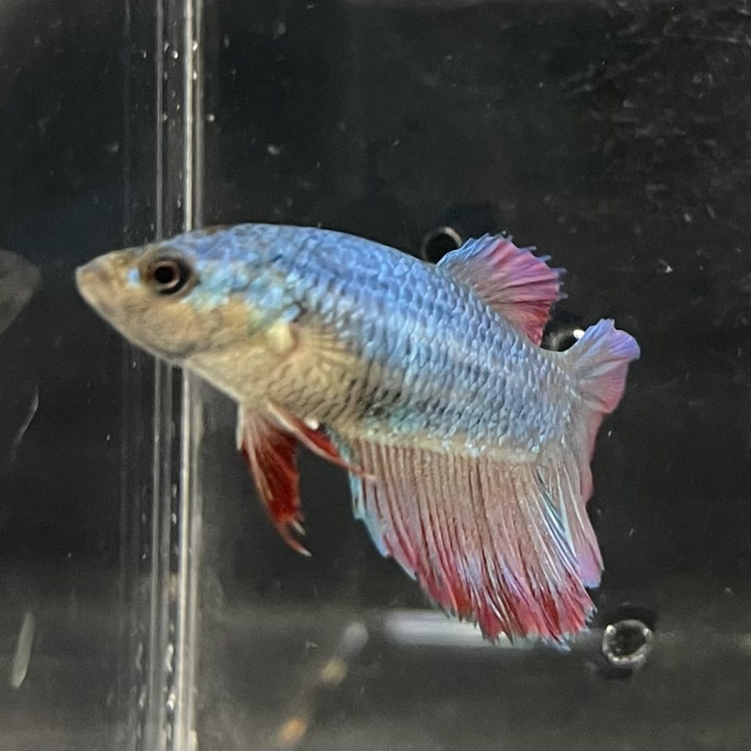 the-fish-farm Female Betta Female Betta - One Only - O Choose your own Female Betta at The Fish Farm Australia