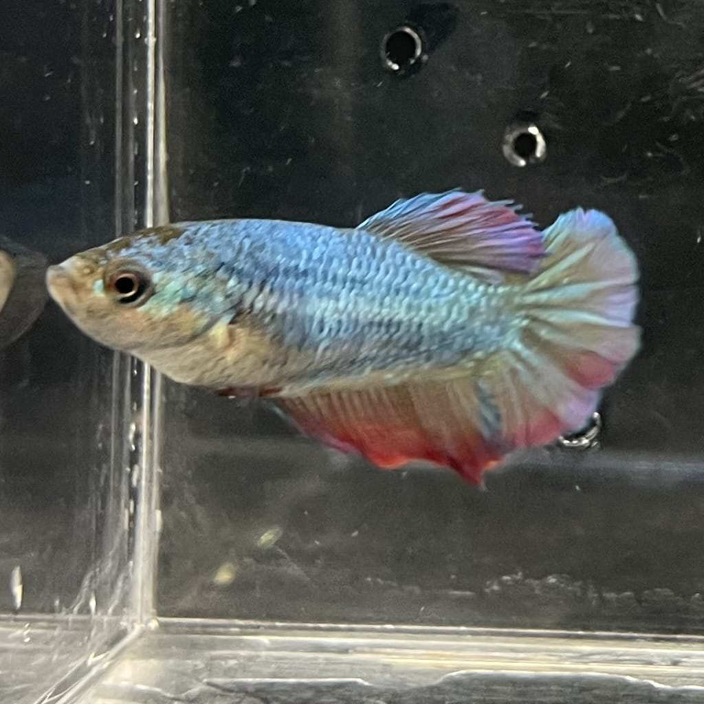 the-fish-farm Female Betta Female Betta - One Only - O Choose your own Female Betta at The Fish Farm Australia