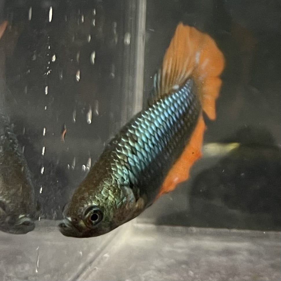 the-fish-farm Female Betta Female Betta - One Only - O Choose your own Female Betta at The Fish Farm Australia
