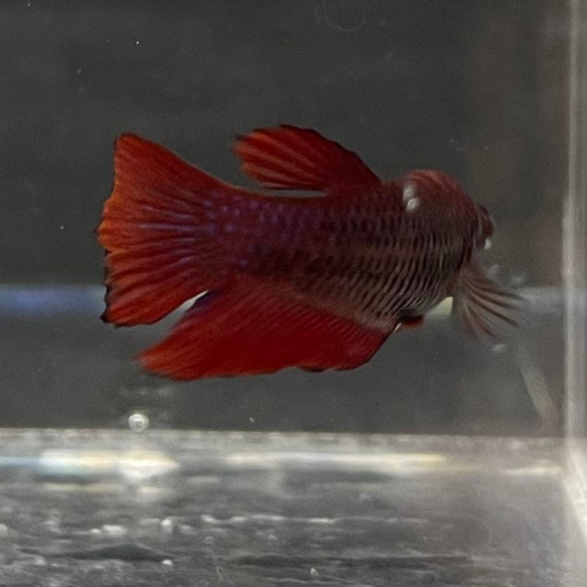 the-fish-farm Female Betta Female Betta - One Only - P Choose your own Female Betta at The Fish Farm Australia