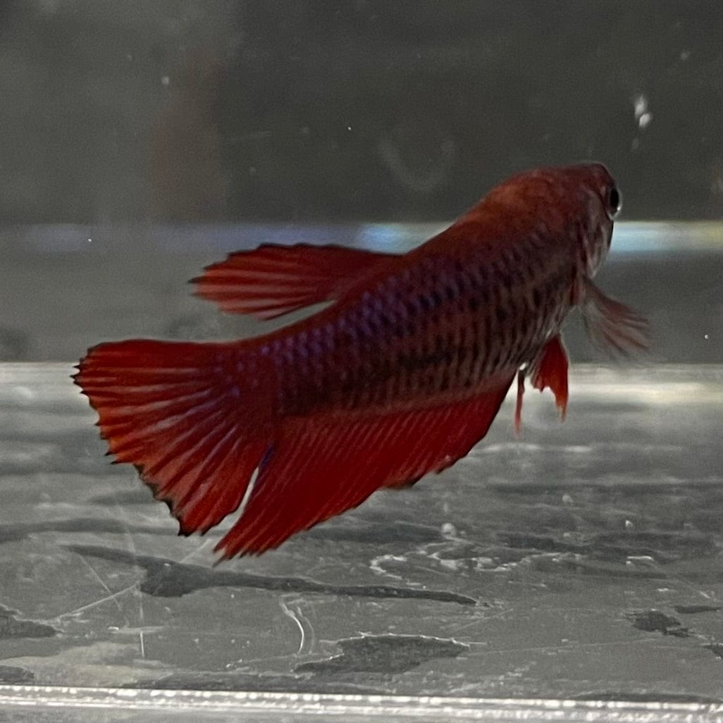 the-fish-farm Female Betta Female Betta - One Only - P Choose your own Female Betta at The Fish Farm Australia