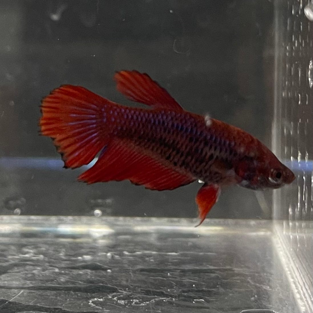 the-fish-farm Female Betta Female Betta - One Only - P Choose your own Female Betta at The Fish Farm Australia