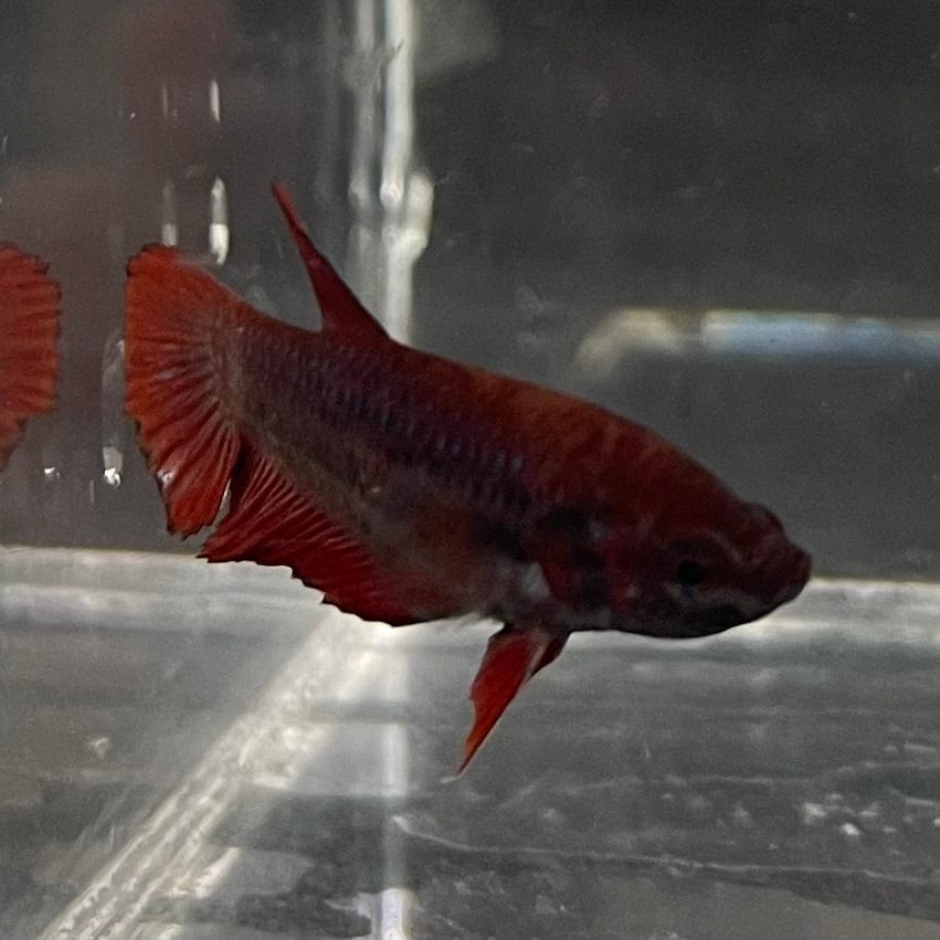 the-fish-farm Female Betta Female Betta - One Only - P Choose your own Female Betta at The Fish Farm Australia