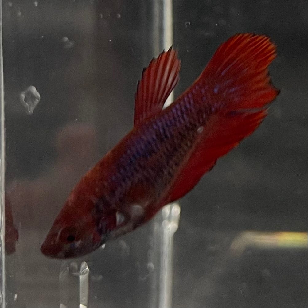 the-fish-farm Female Betta Female Betta - One Only - P Choose your own Female Betta at The Fish Farm Australia