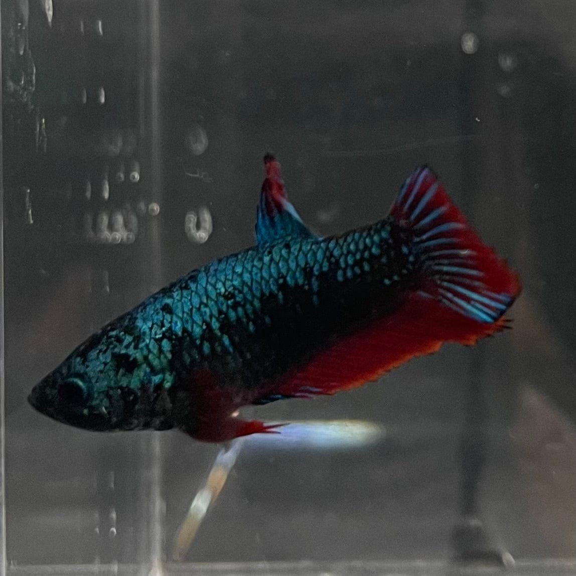 the-fish-farm Female Betta Female Betta - One Only - P Choose your own Female Betta at The Fish Farm Australia