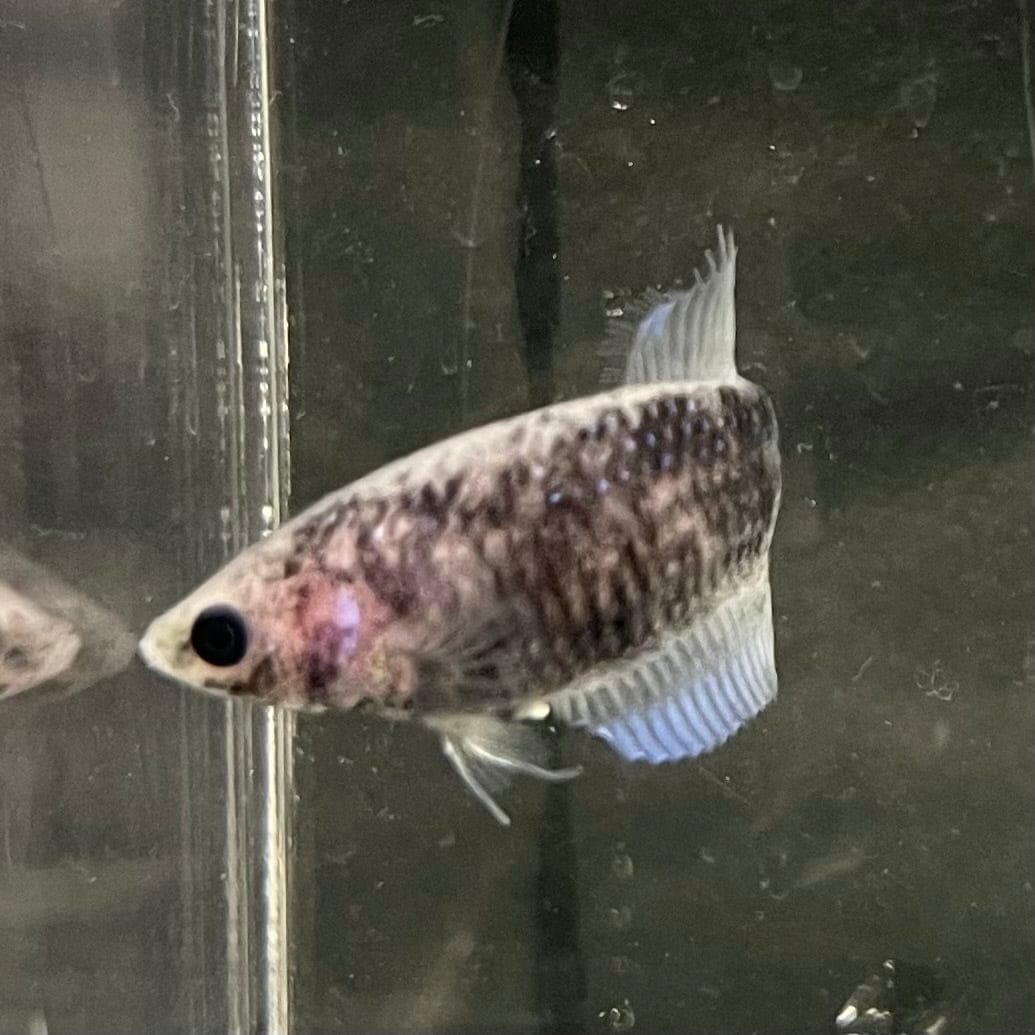 the-fish-farm Female Betta Female Betta - One Only - P Choose your own Female Betta at The Fish Farm Australia