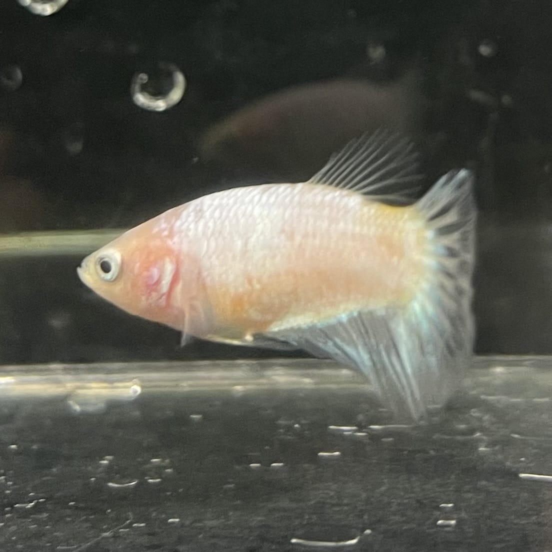 the-fish-farm Female Betta Female Betta - One Only - P Choose your own Female Betta at The Fish Farm Australia