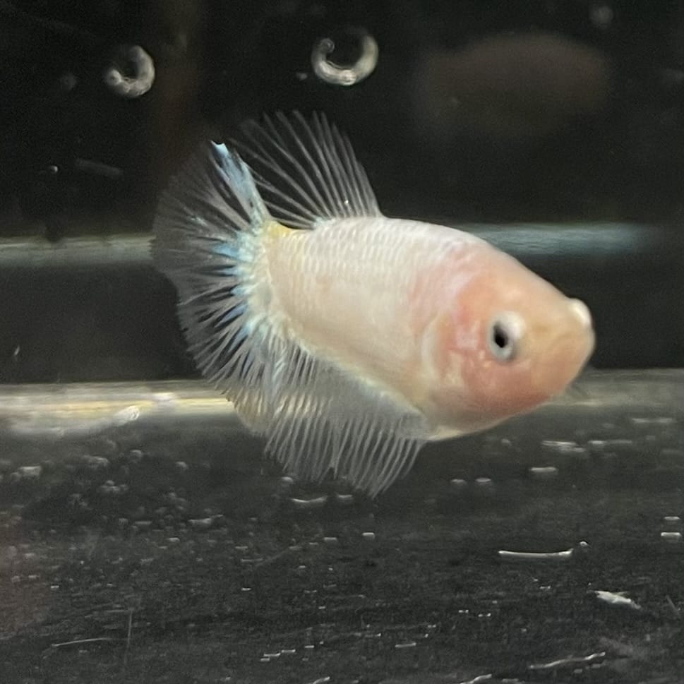 the-fish-farm Female Betta Female Betta - One Only - P Choose your own Female Betta at The Fish Farm Australia