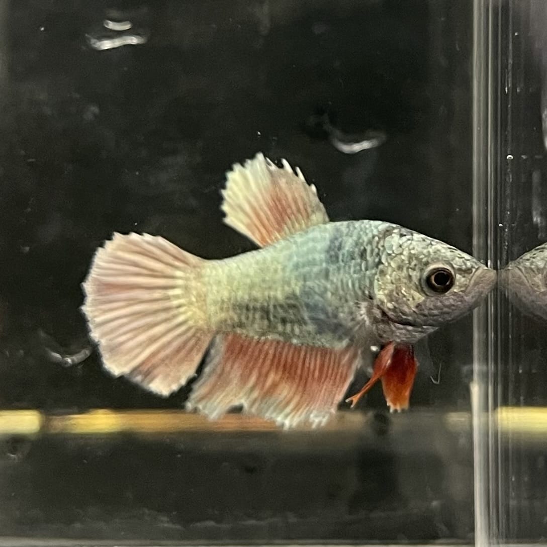the-fish-farm Female Betta Female Betta - One Only - P Choose your own Female Betta at The Fish Farm Australia