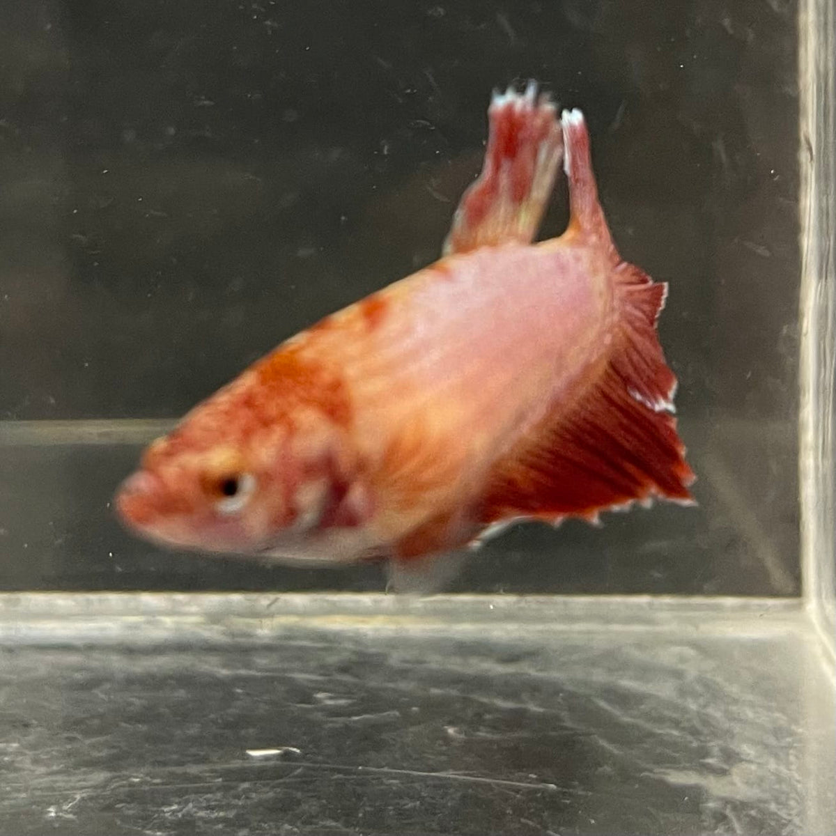 the-fish-farm Female Betta Female Betta - One Only - P Choose your own Female Betta at The Fish Farm Australia