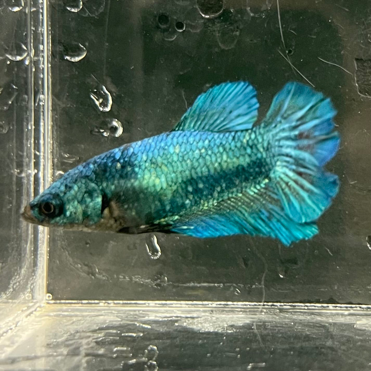 the-fish-farm Female Betta Female Betta - One Only - P Choose your own Female Betta at The Fish Farm Australia