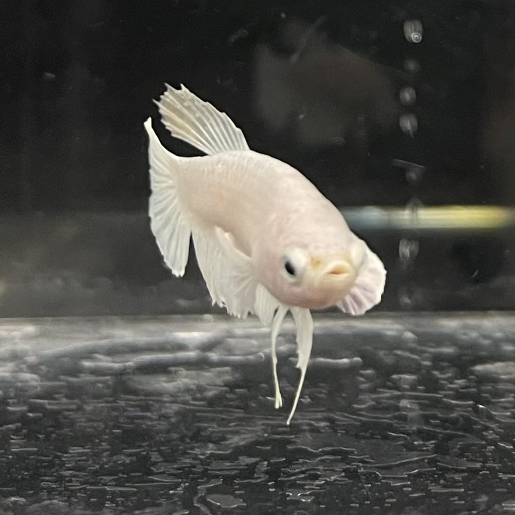 the-fish-farm Female Betta Female Betta - One Only - P Choose your own Female Betta at The Fish Farm Australia
