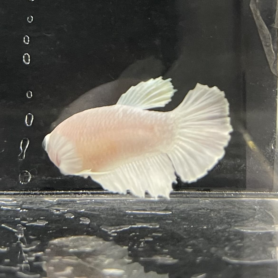the-fish-farm Female Betta Female Betta - One Only - P Choose your own Female Betta at The Fish Farm Australia