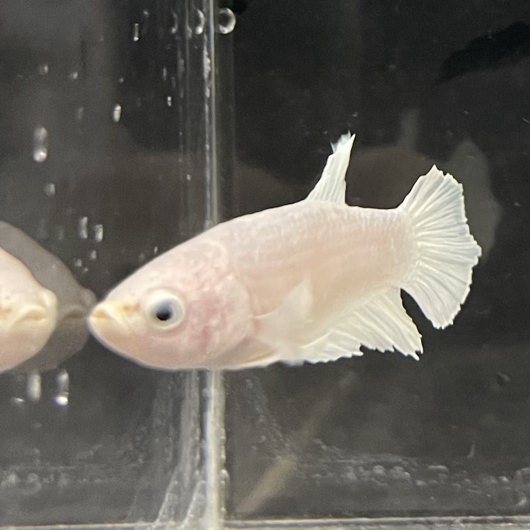 the-fish-farm Female Betta Female Betta - One Only - P Choose your own Female Betta at The Fish Farm Australia
