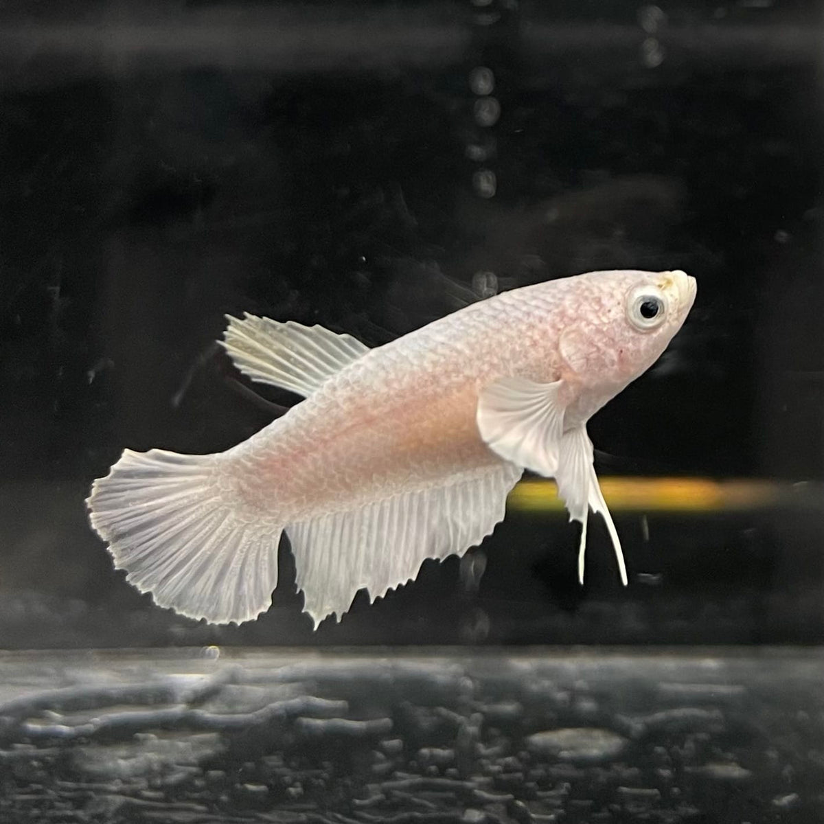 the-fish-farm Female Betta Female Betta - One Only - P Choose your own Female Betta at The Fish Farm Australia