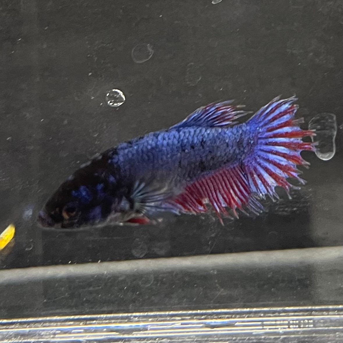 the-fish-farm Female Betta Female Betta - One Only - Q Choose your own Female Betta at The Fish Farm Australia