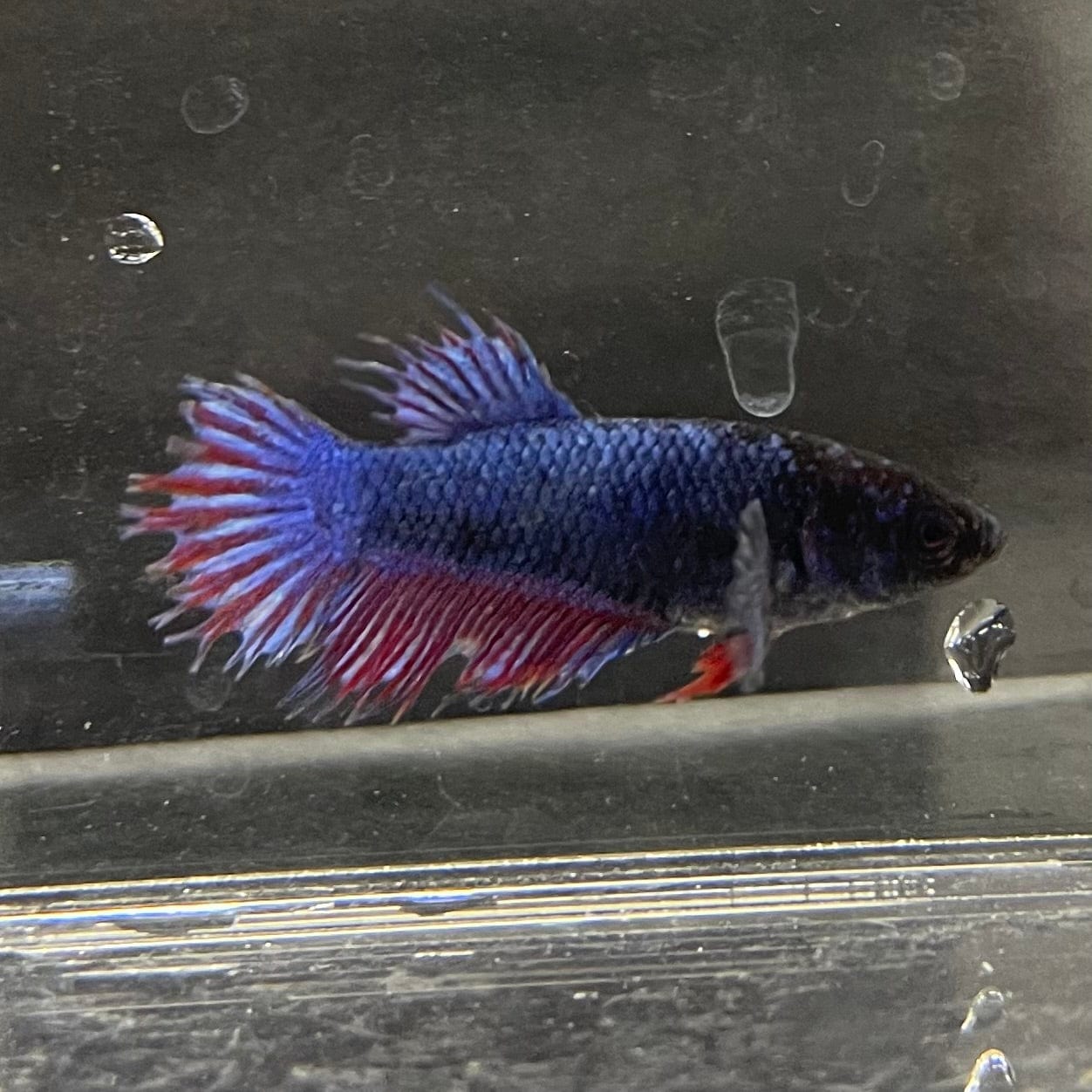 the-fish-farm Female Betta Female Betta - One Only - Q Choose your own Female Betta at The Fish Farm Australia