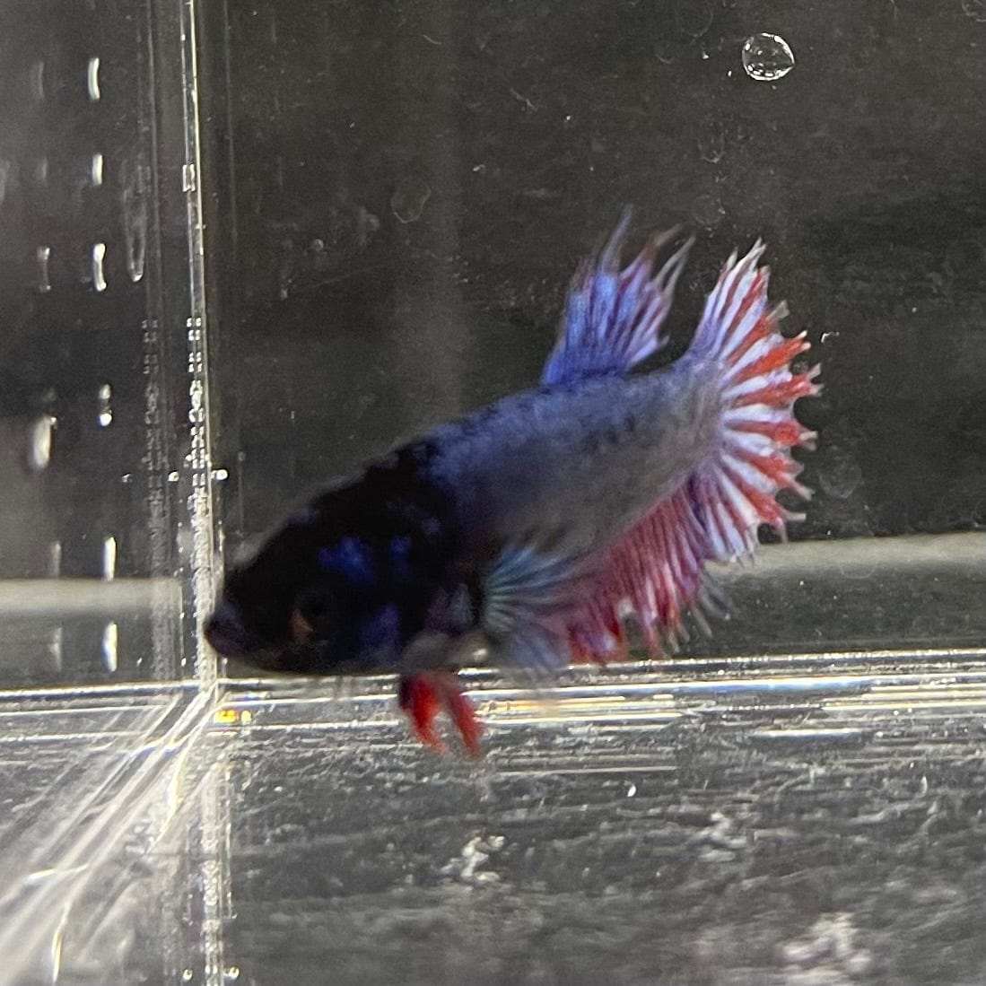 the-fish-farm Female Betta Female Betta - One Only - Q Choose your own Female Betta at The Fish Farm Australia