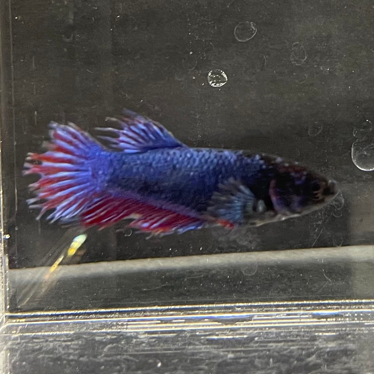 the-fish-farm Female Betta Female Betta - One Only - Q Choose your own Female Betta at The Fish Farm Australia