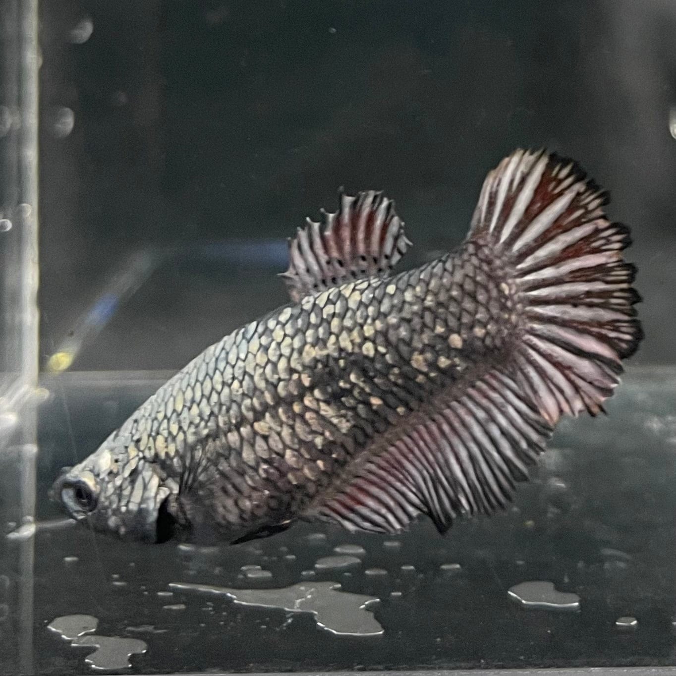 the-fish-farm Female Betta Female Betta - One Only - Q Choose your own Female Betta at The Fish Farm Australia