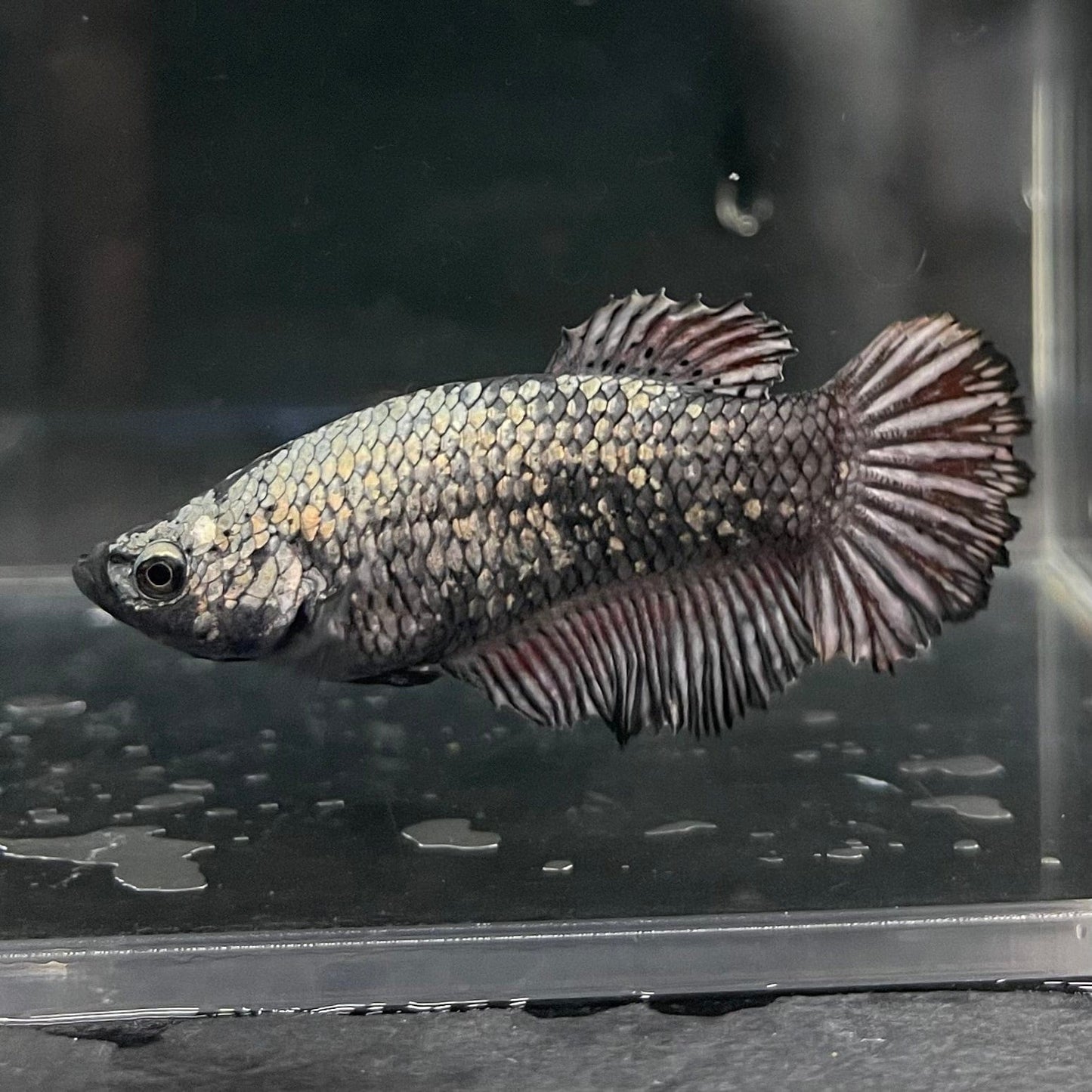 the-fish-farm Female Betta Female Betta - One Only - Q Choose your own Female Betta at The Fish Farm Australia