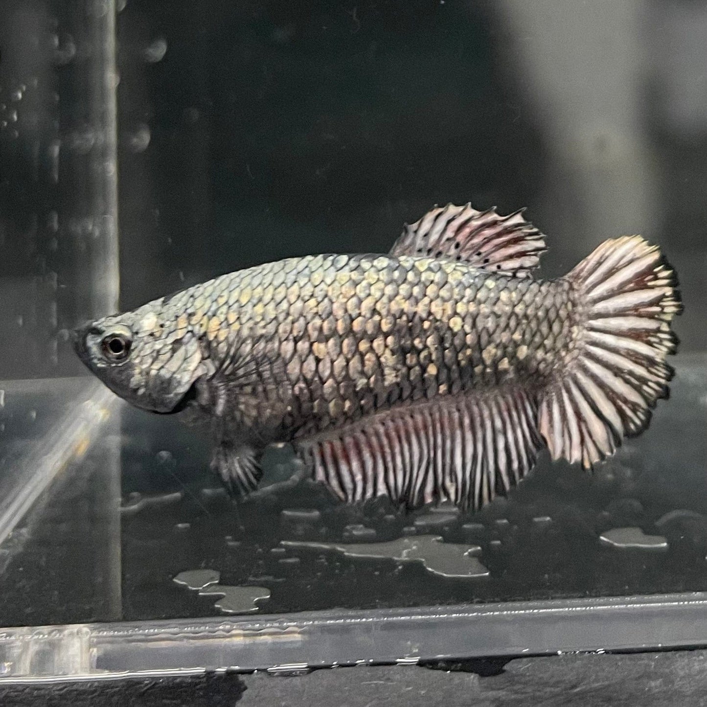 the-fish-farm Female Betta Female Betta - One Only - Q Choose your own Female Betta at The Fish Farm Australia