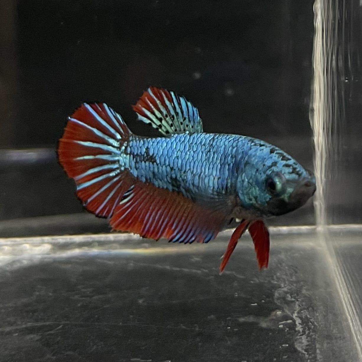 the-fish-farm Female Betta Female Betta - One Only - Q Choose your own Female Betta at The Fish Farm Australia