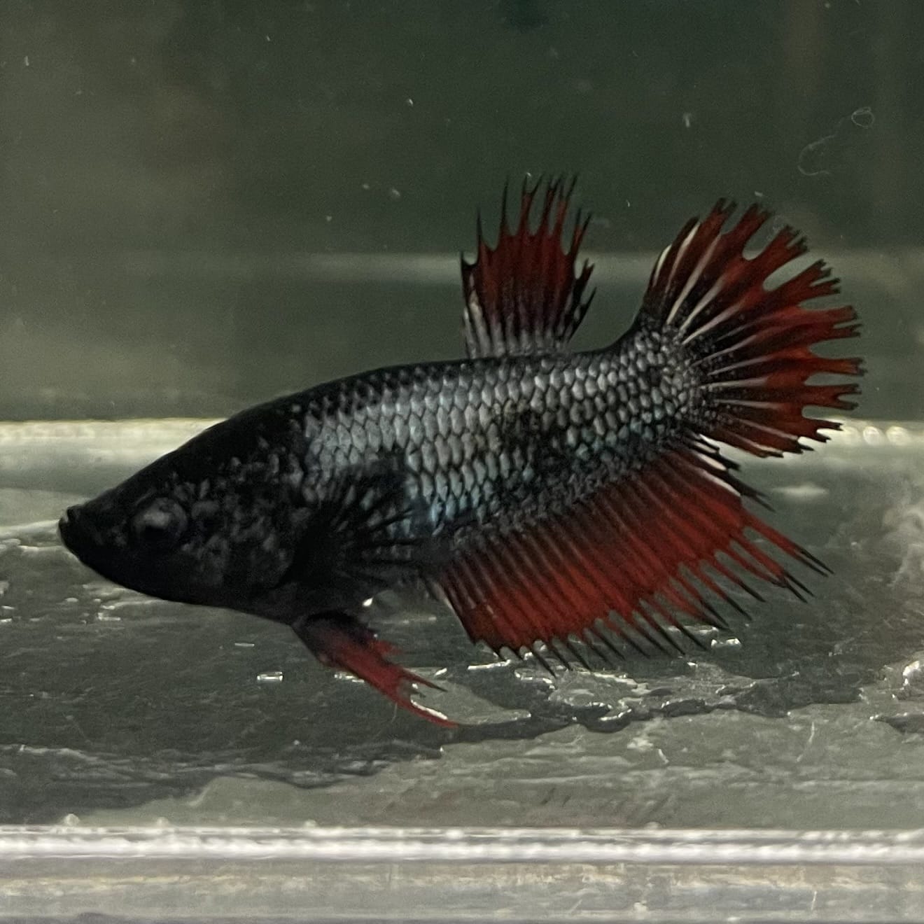 the-fish-farm Female Betta Female Betta - One Only - Q Choose your own Female Betta at The Fish Farm Australia