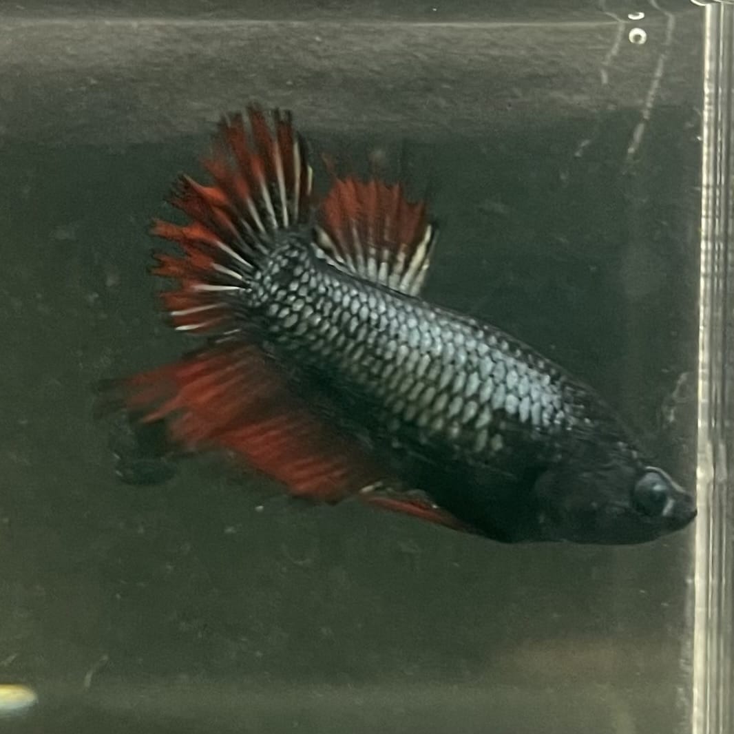 the-fish-farm Female Betta Female Betta - One Only - Q Choose your own Female Betta at The Fish Farm Australia