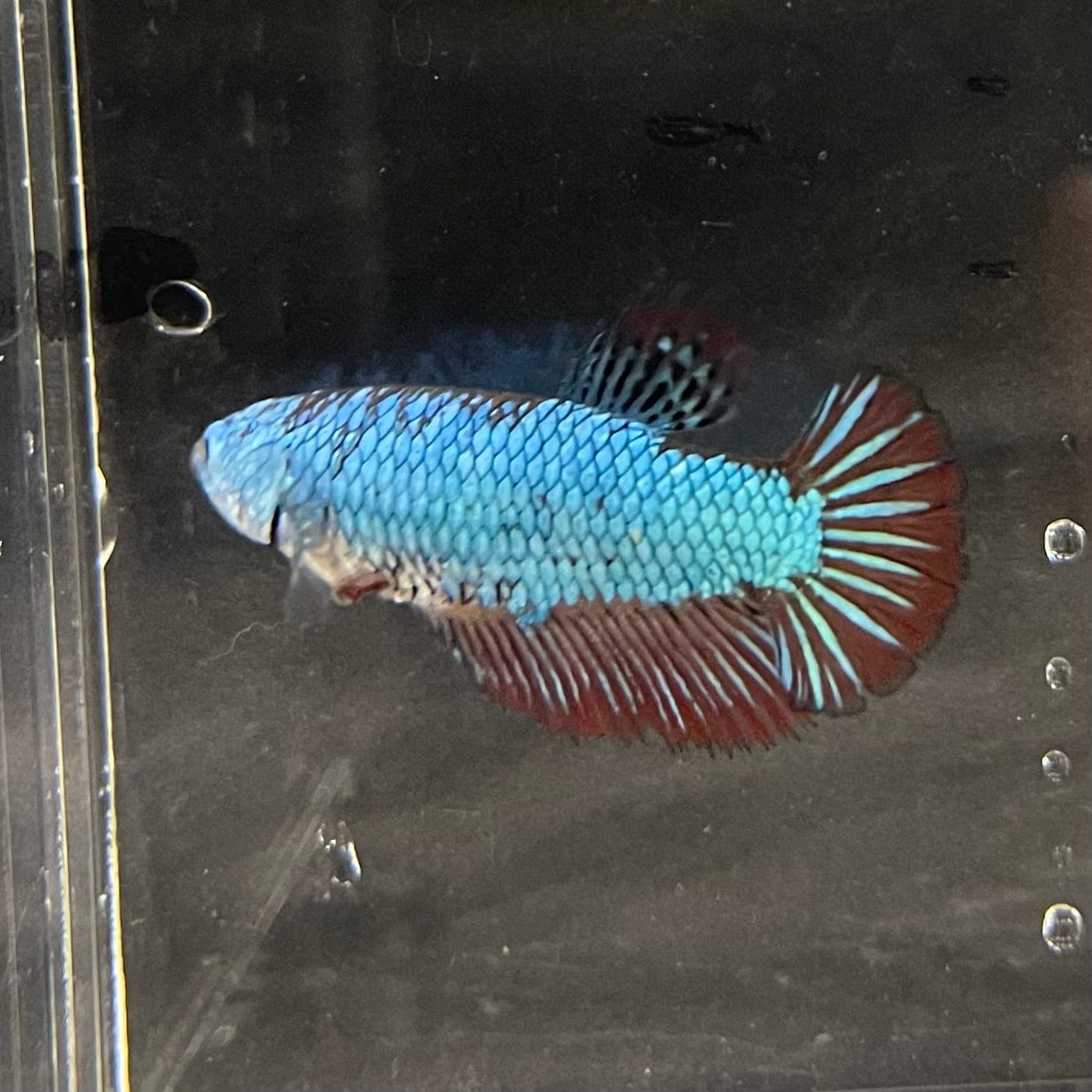 the-fish-farm Female Betta Female Betta - One Only - R Choose your own Female Betta at The Fish Farm Australia