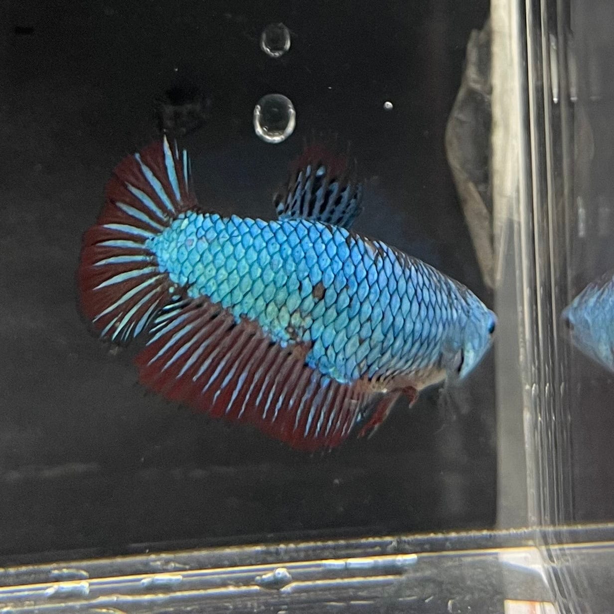 the-fish-farm Female Betta Female Betta - One Only - R Choose your own Female Betta at The Fish Farm Australia