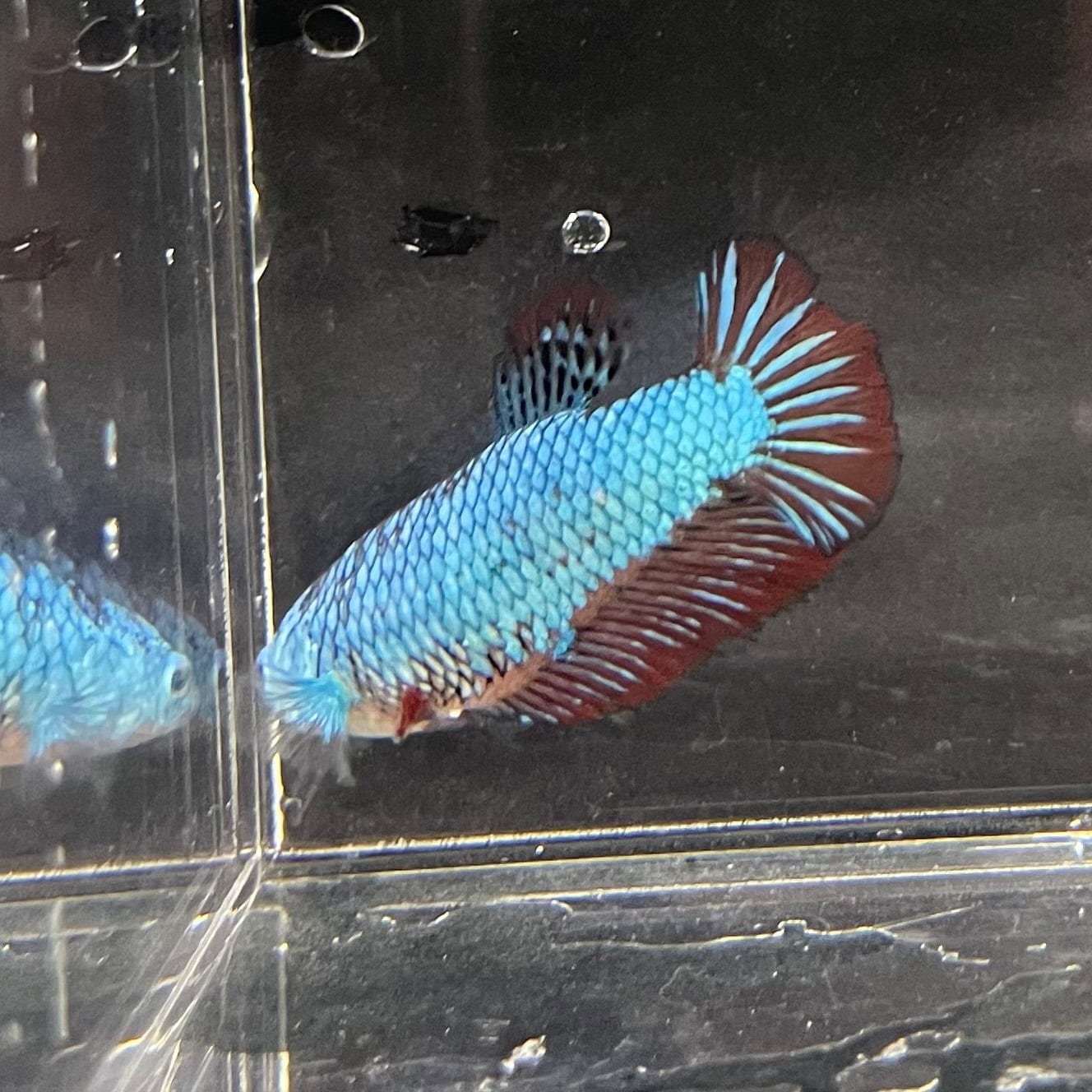 the-fish-farm Female Betta Female Betta - One Only - R Choose your own Female Betta at The Fish Farm Australia