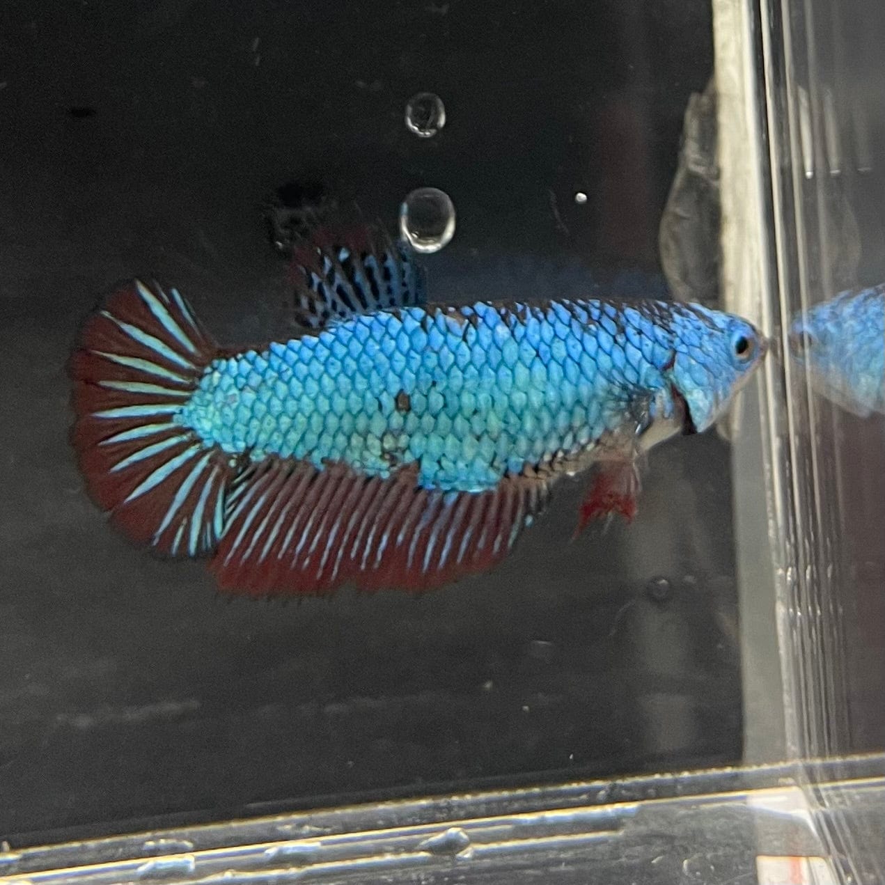 the-fish-farm Female Betta Female Betta - One Only - R Choose your own Female Betta at The Fish Farm Australia