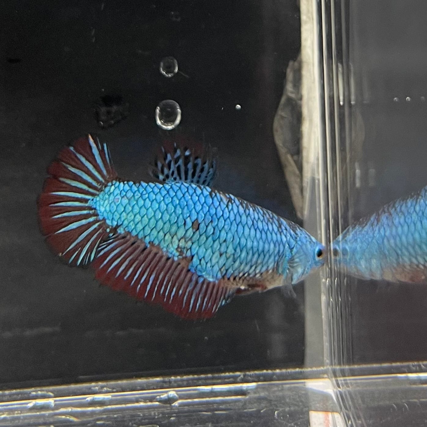 the-fish-farm Female Betta Female Betta - One Only - R Choose your own Female Betta at The Fish Farm Australia