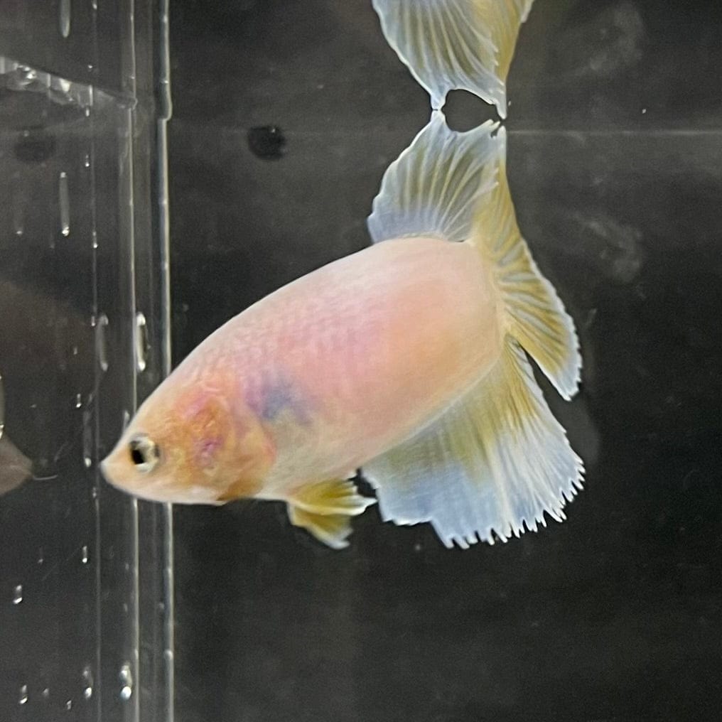 the-fish-farm Female Betta Female Betta - One Only - R Choose your own Female Betta at The Fish Farm Australia