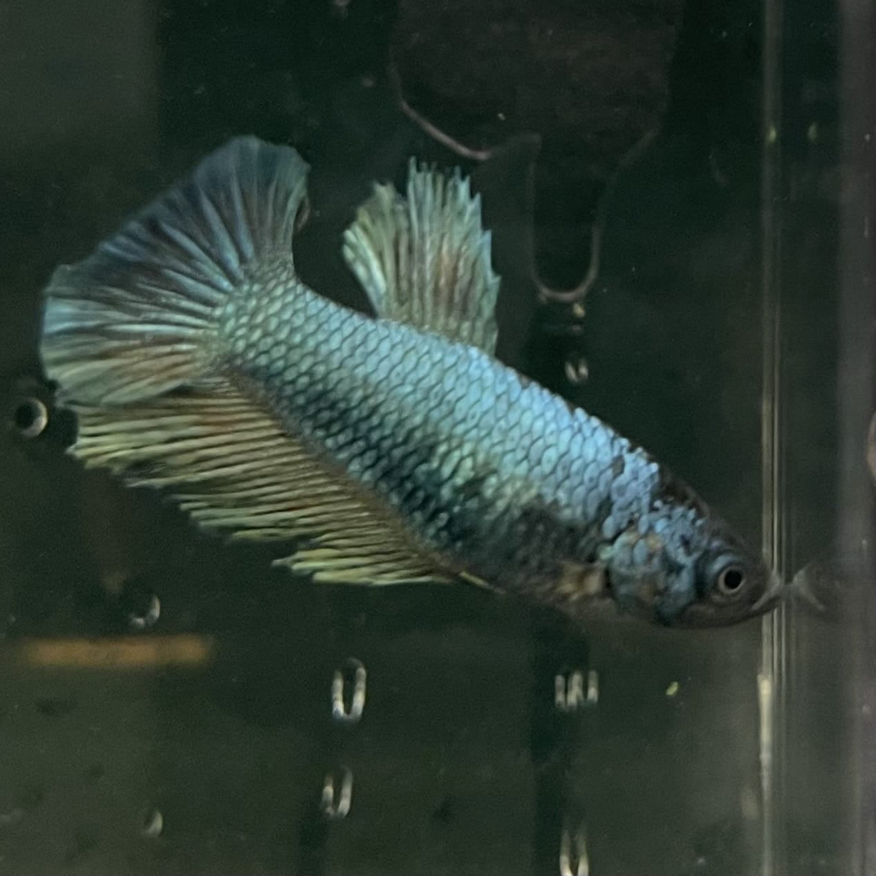 the-fish-farm Female Betta Female Betta - One Only - R Choose your own Female Betta at The Fish Farm Australia