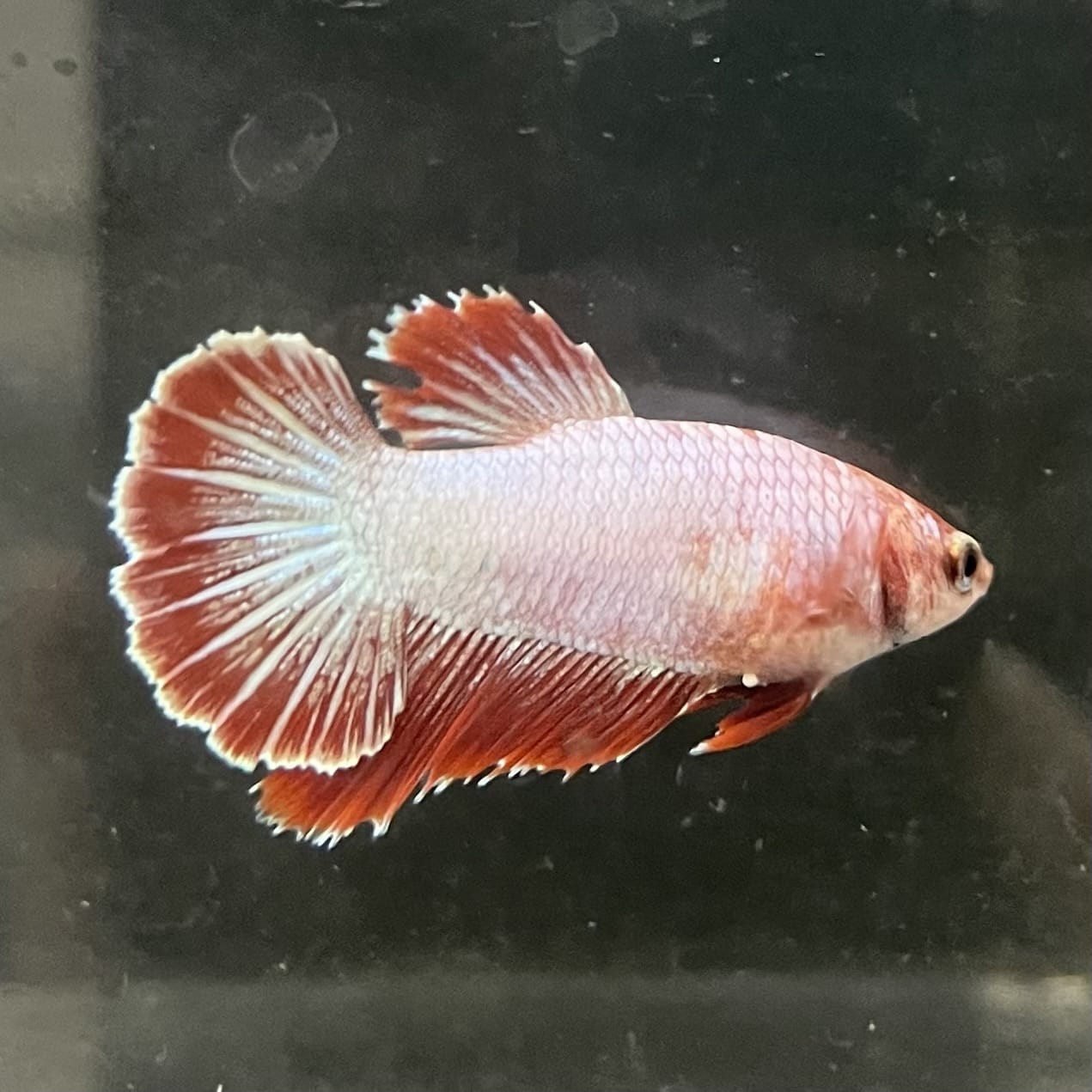 the-fish-farm Female Betta Female Betta - One Only - R Choose your own Female Betta at The Fish Farm Australia