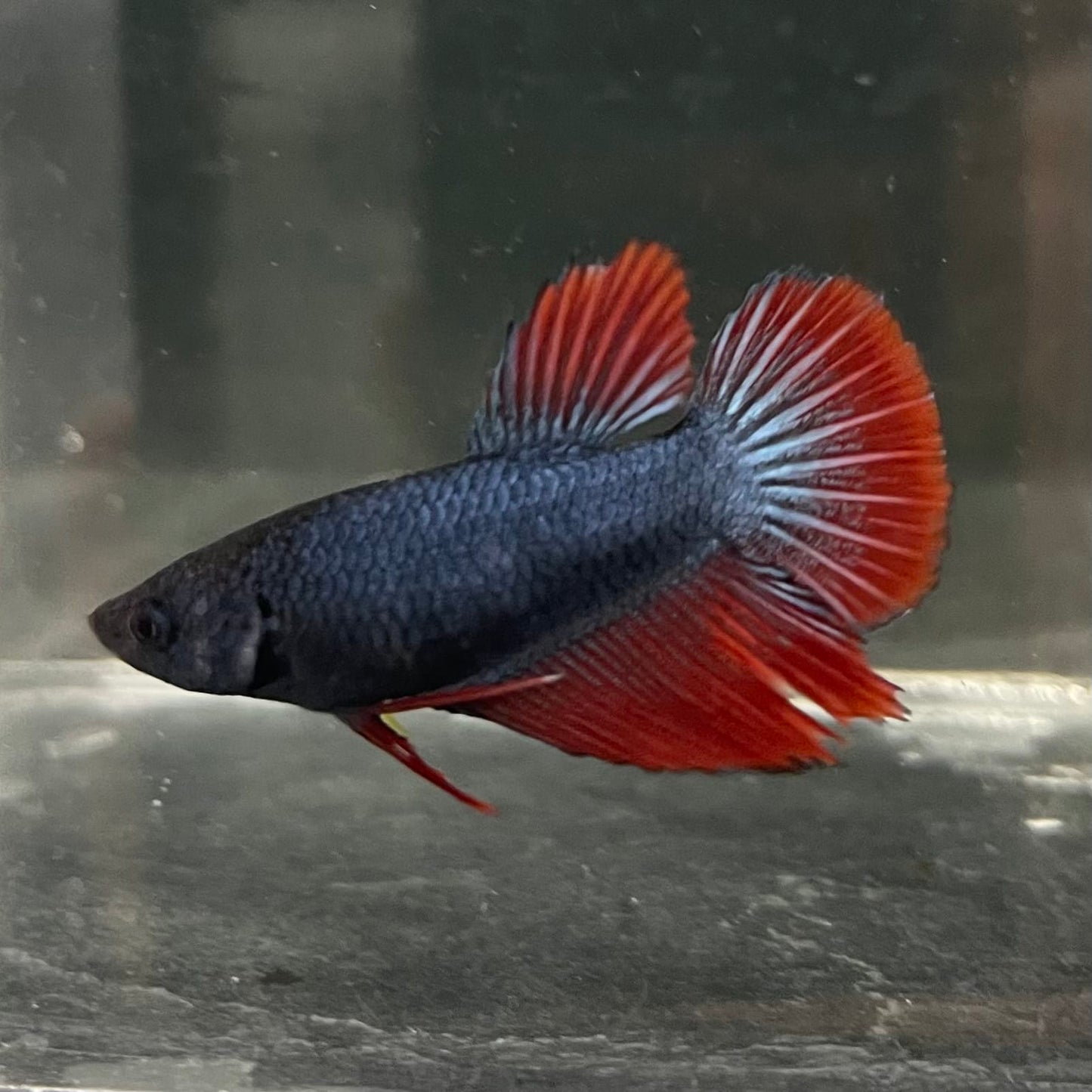 the-fish-farm Female Betta Female Betta - One Only - R Choose your own Female Betta at The Fish Farm Australia